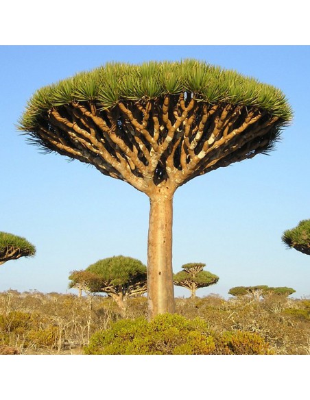 SALVIA PARADISE Dračí Krev - 50ml