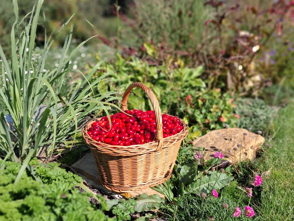 BYLINKYODHANKY - Červená Perla - Sirup z Dřínu Obecného Pro posílení imunity - 200ml
