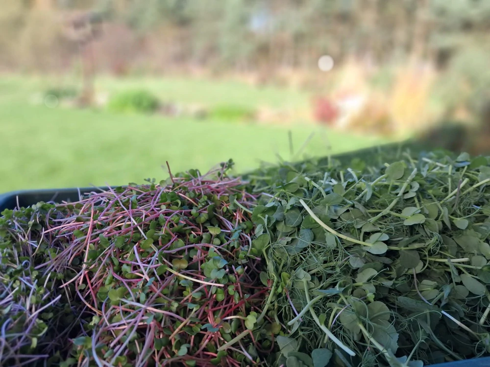 MICROGREENS - Mix 100g