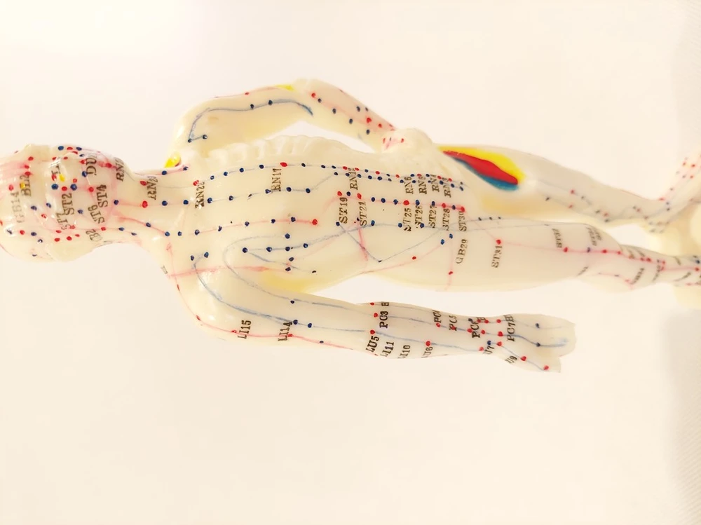 Akupunkturní Model - 26cm