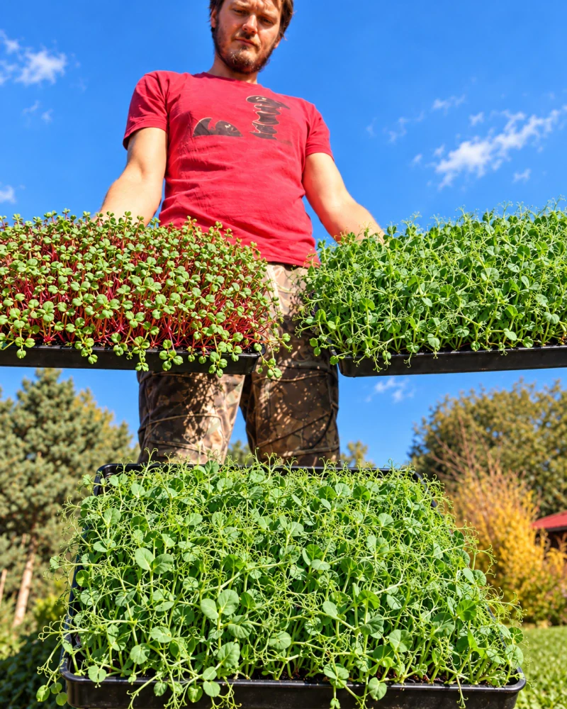 MICROGREENS - Mix 100g