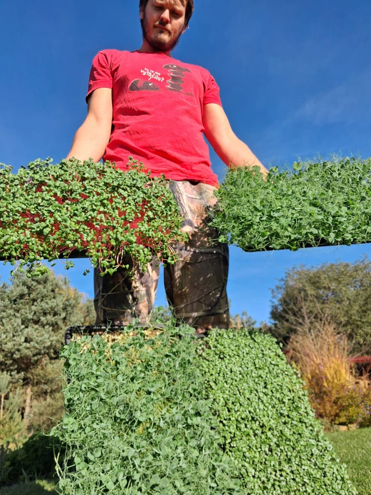 MICROGREENS - Mix 100g